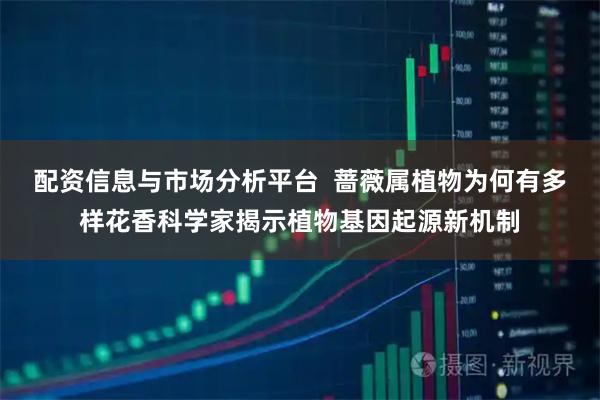 配资信息与市场分析平台  蔷薇属植物为何有多样花香科学家揭示植物基因起源新机制